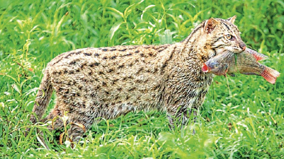 বাঘ নয়, তবু তারে কেন এতো ভয়!