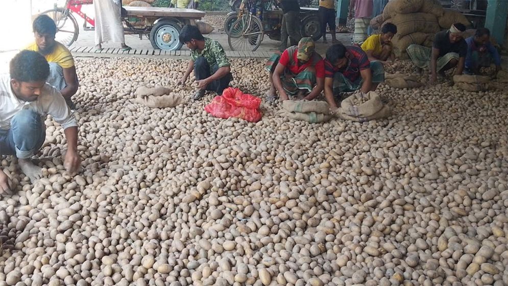 হিমাগারের খরচের অর্ধেকই উঠছে না আলু চাষিদের