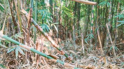 ইজারাবিহীন ২৩ বাঁশমহাল লুটেরাদের কবলে, মৌলভীবাজারে বিলুপ্তির পথে বাঁশবন