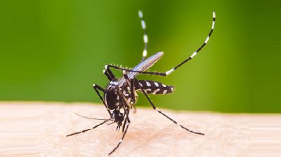 ২৪ ঘণ্টায় ডেঙ্গুতে ১০ জনের মৃত্যু