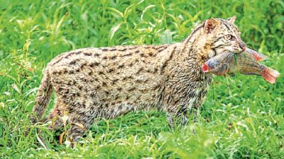 বাঘ নয়, তবু তারে কেন এতো ভয়!