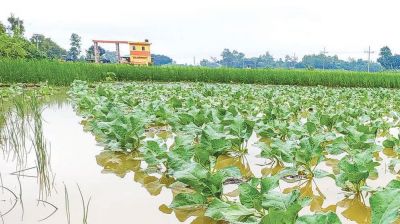 জয়পুরহাটে টানা বৃষ্টিতে পানিতে তলিয়ে যাচ্ছে ধান ও আগাম ফসল