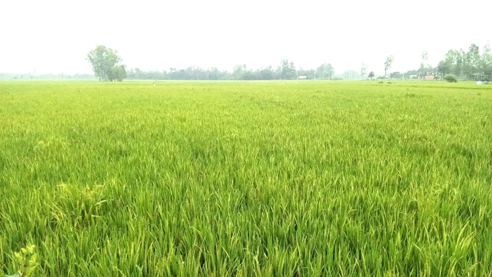 শেরপুরে বৃষ্টিতে প্রাণ ফিরেছে আমন ধানের ক্ষেতে, বাম্পার ফলনের আশা