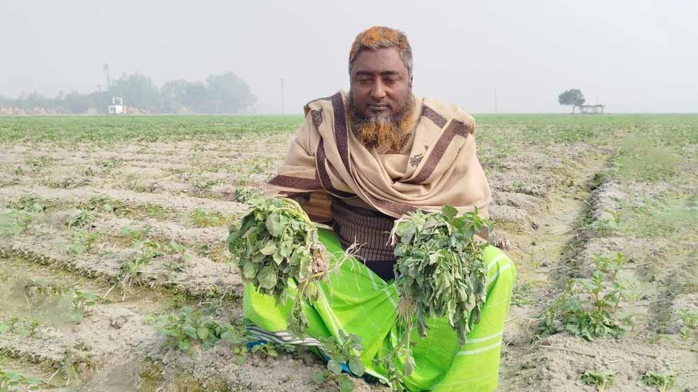 শেরপুরে কৃষকের তিনবিঘা জমির আলু তুলে নিয়েছে দুর্বৃত্তরা