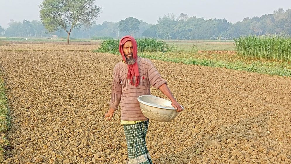 গাংনীতে ডিএপি-টিএসপি সারের তীব্র সংকট, চড়া দামে কিনতে বাধ্য কৃষকেরা