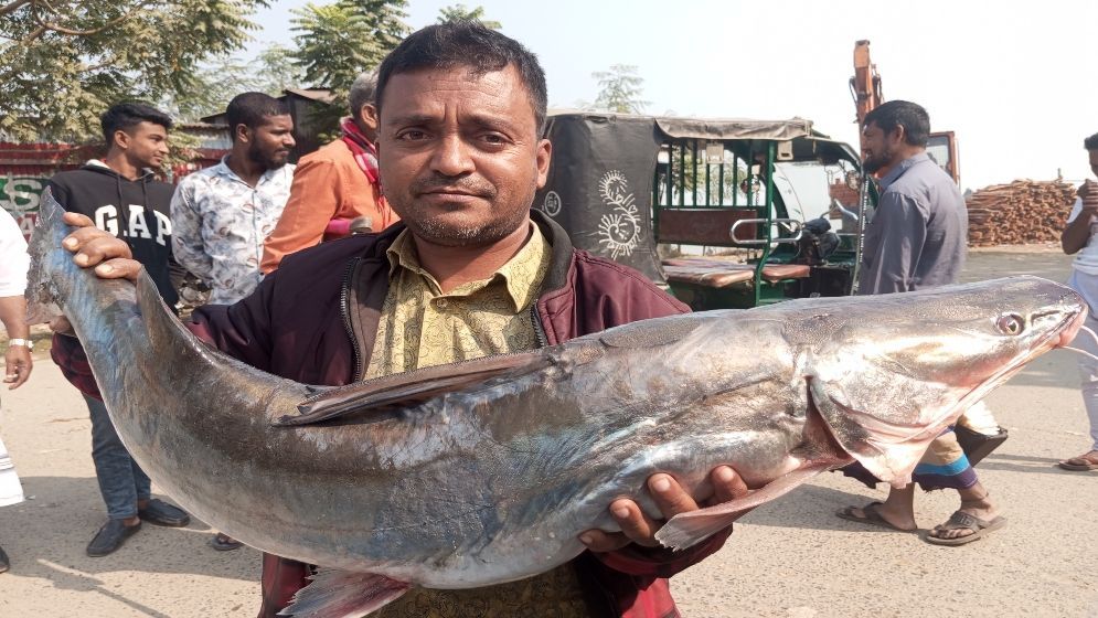 পদ্মায় ধরা পড়ল ১০ কেজির আইড়, দাম কত জানেন?