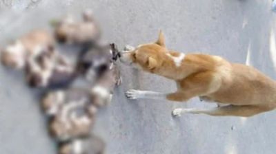 পুকুরে ডুবিয়ে ৮ কুকুর ছানা হত্যা