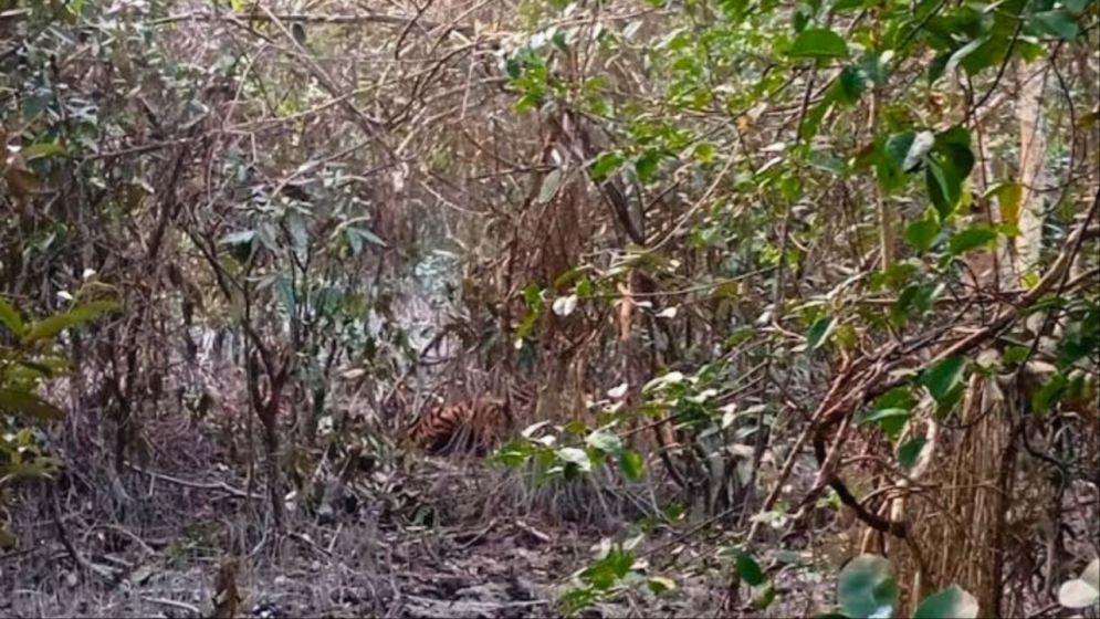 সুন্দরবনে হরিণ শিকারের ফাঁদে আটকা পড়েছে বাঘ