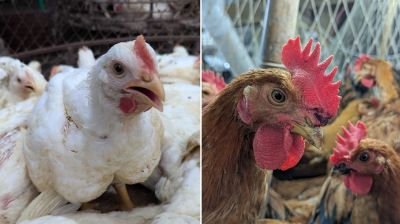 রাজধানীর বাজারে আবারও বাড়ল মুরগির দাম