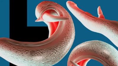 নতুন পরজীবীর হানা, যৌনাঙ্গ সংক্রমণ নিয়ে বিজ্ঞানীদের সতর্কতা