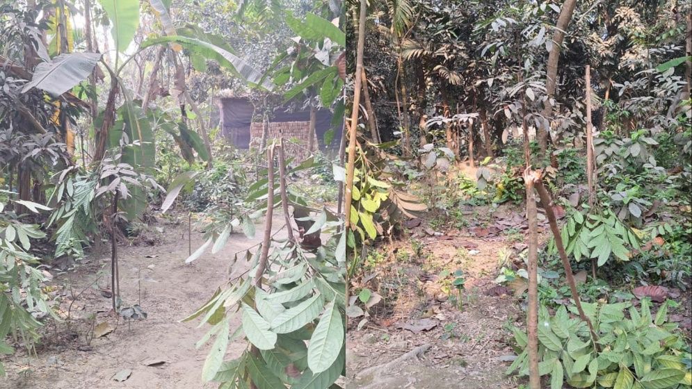 রাতের আঁধারে প্রবাসীর শতাধিক মেহগনি গাছ কেটে দিল দুর্বৃত্তরা