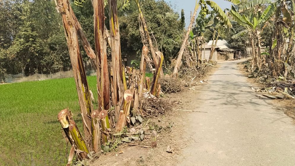 শেরপুরে সরকারি রাস্তার পাশের শতাধিক কলাগাছ কেটে ফেলার অভিযোগ