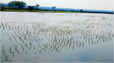 পাইকগাছায় লবন পানি তুলে ২০ বিঘা ধান ডুবিয়ে দেয়ায় ইউএনও দপ্তরে অভিযোগ