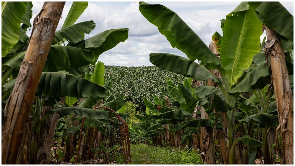 বগুড়ায় কলা বাগানে ইটভাটা শ্রমিকের মরদেহ উদ্ধার
