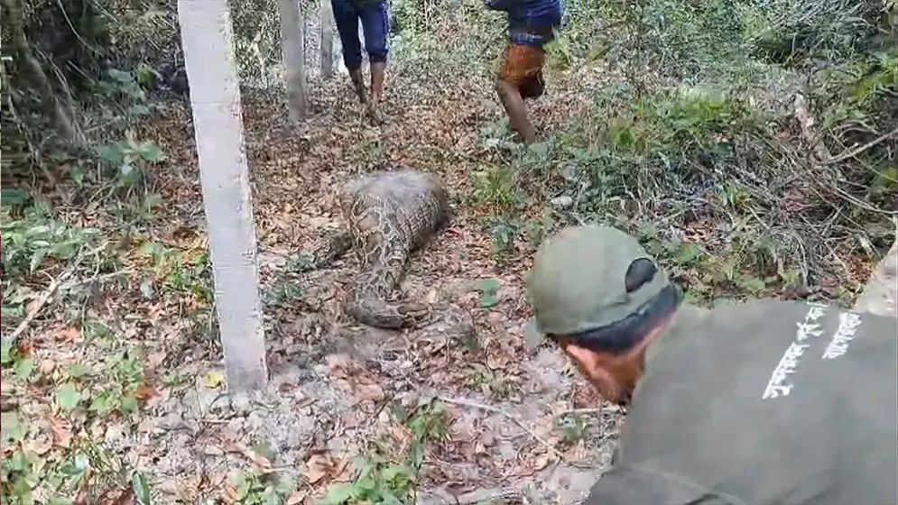 কৃষকের ছাগল খেল অজগর