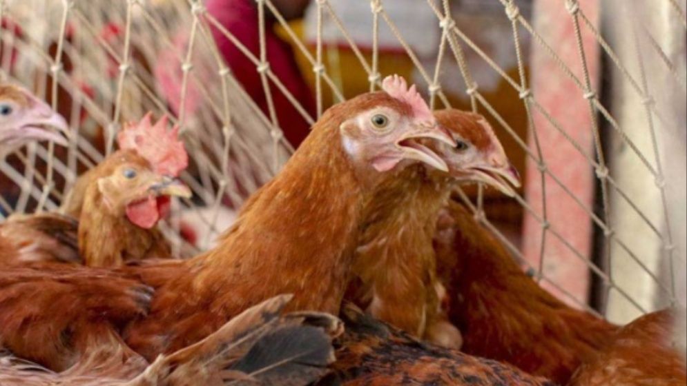 বেড়েছে সোনালি মুরগির দাম, ক্রেতাদের নাভিশ্বাস