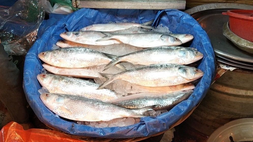 বৈশাখের উত্তাপে ইলিশের দাম আকাশছোঁয়া