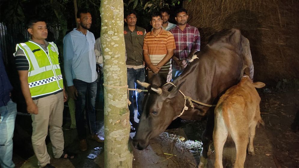 শেরপুরে গরু চুরির ঘটনায় ৫ সদস্য গ্রেপ্তার, উদ্ধার ২ গরু ও পিকআপ