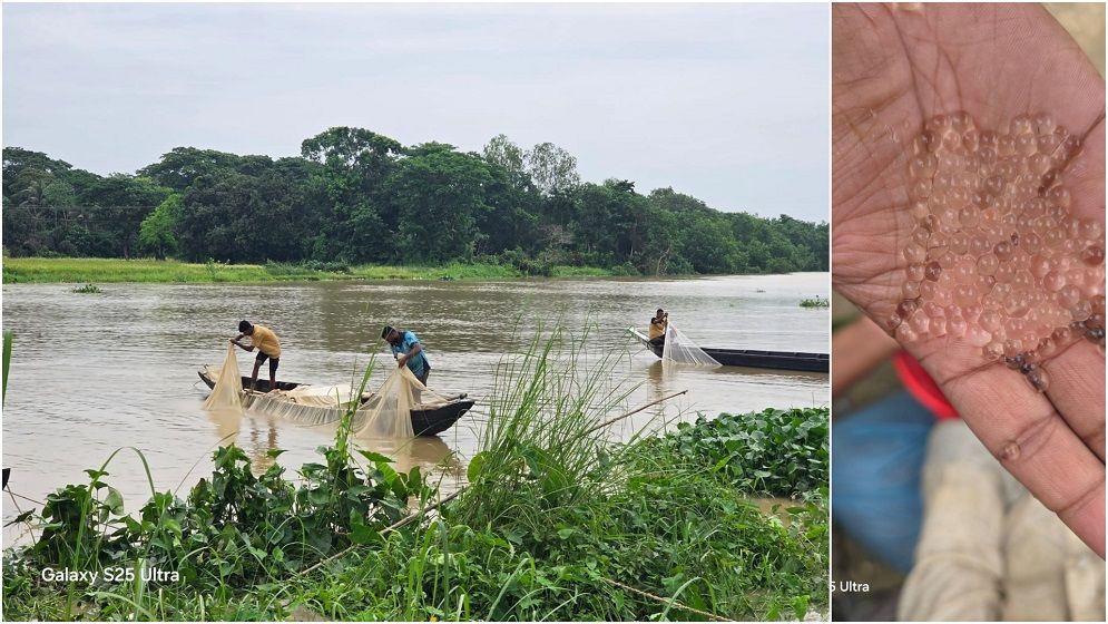 হালদায় নমুনা ডিম ছেড়েছে দেশীয় কার্প জাতীয়  মা-মাছ