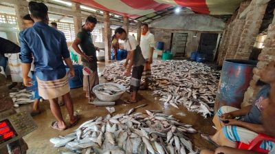 টেকনাফে এক জালে ধরা পড়ল ৩৩ লাখ টাকার ইলিশ