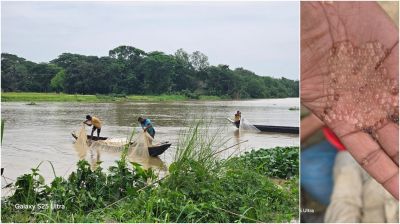 হালদায় নমুনা ডিম ছেড়েছে দেশীয় কার্প জাতীয়  মা-মাছ