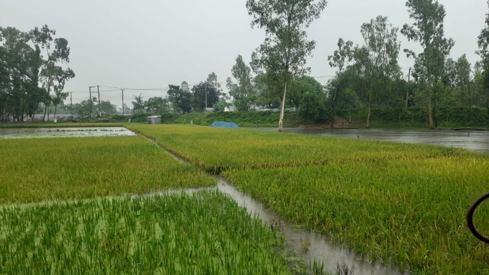 কুড়িগ্রামে ২৪ ঘণ্টায় ১৮৪ মিমি বৃষ্টিপাত