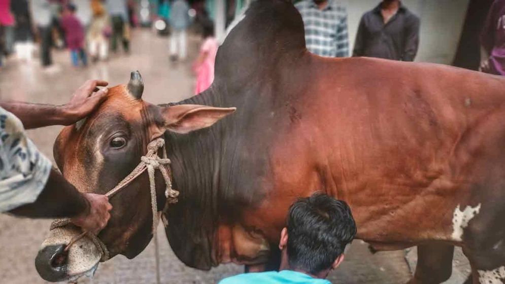 ঈদের নামাজ শেষে রাজধানীর পথে পথে চলছে পশু কুরবানি