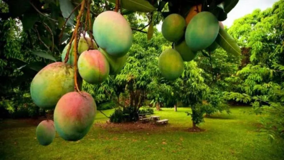 ভালো আম চিনবেন কীভাবে