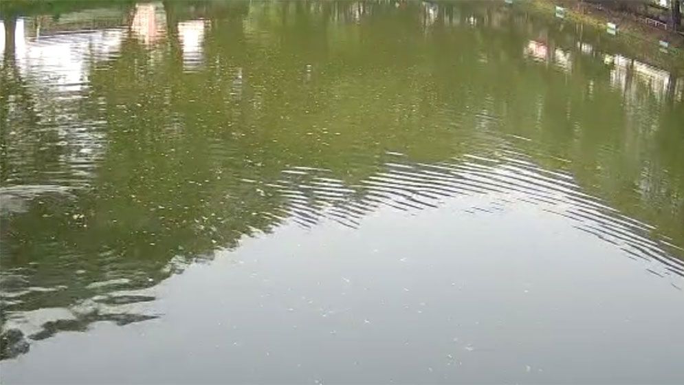 বগুড়ায় পুকুরে ভাসছিল নবজাতকের গলাকাটা মরদেহ
