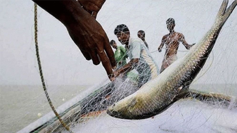 নিষেধাজ্ঞা শেষে চাঁদপুরের পদ্মা–মেঘনা নদীতে ইলিশ শিকারে জেলেরা