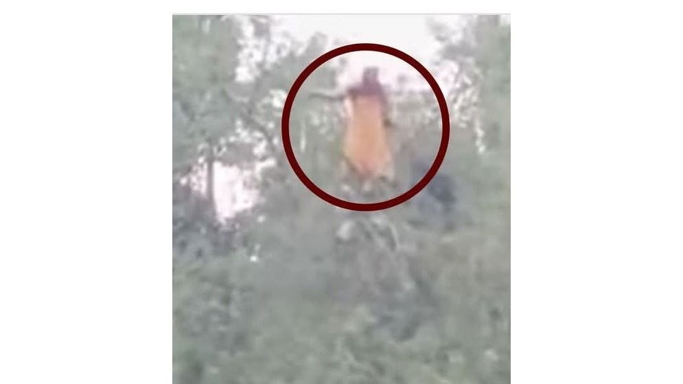 গাছের মগডালে রাতভর ‘নিখোঁজ’ নারী: কৌতূহল, আতঙ্কে সরগরম কুড়িগ্রাম