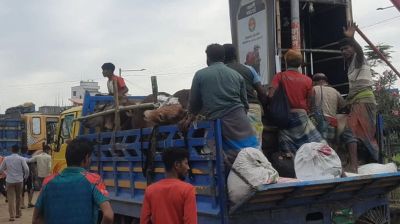 'এবার আমরা গরুর সঙ্গে নিজেরাও কোরবানি হয়ে গেছি'