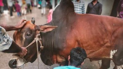 ঈদের নামাজ শেষে রাজধানীর পথে পথে চলছে পশু কুরবানি