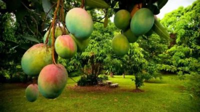 ভালো আম চিনবেন কীভাবে