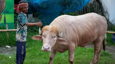 কোরবানি হচ্ছে না, চিড়িয়াখানায় যাচ্ছে ‘ডোনাল্ড ট্রাম্প’ মহিষ