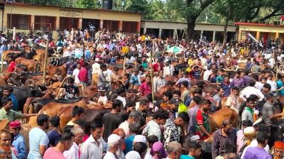 মনোহরগঞ্জে ১৮ স্থানে বসছে অস্থায়ী পশুর হাট