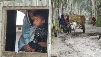 কোরবানির ঈদেও হতাশার দীর্ঘশ্বাস, কুড়িগ্রামের চরে নেই উৎসবের আমেজ