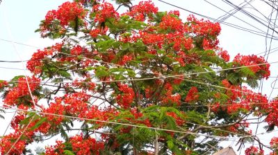 কৃষ্ণচূড়ায় লাল হয়ে উঠেছে গ্রামীণ জনপদ
