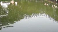 বগুড়ায় পুকুরে ভাসছিল নবজাতকের গলাকাটা মরদেহ