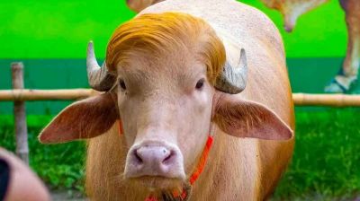 ‘ডোনাল্ড ট্রাম্প’ এখন সাভারে
