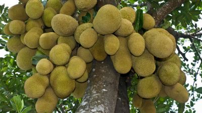 চীন কেন বাংলাদেশ থেকে কাঁঠাল নিতে চায়?