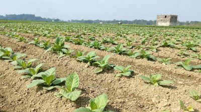 চট্টগ্রাম-কক্সবাজারে বাড়ছে তামাক চাষ, গ্রাস করছে খাদ্যশস্যের জমি
