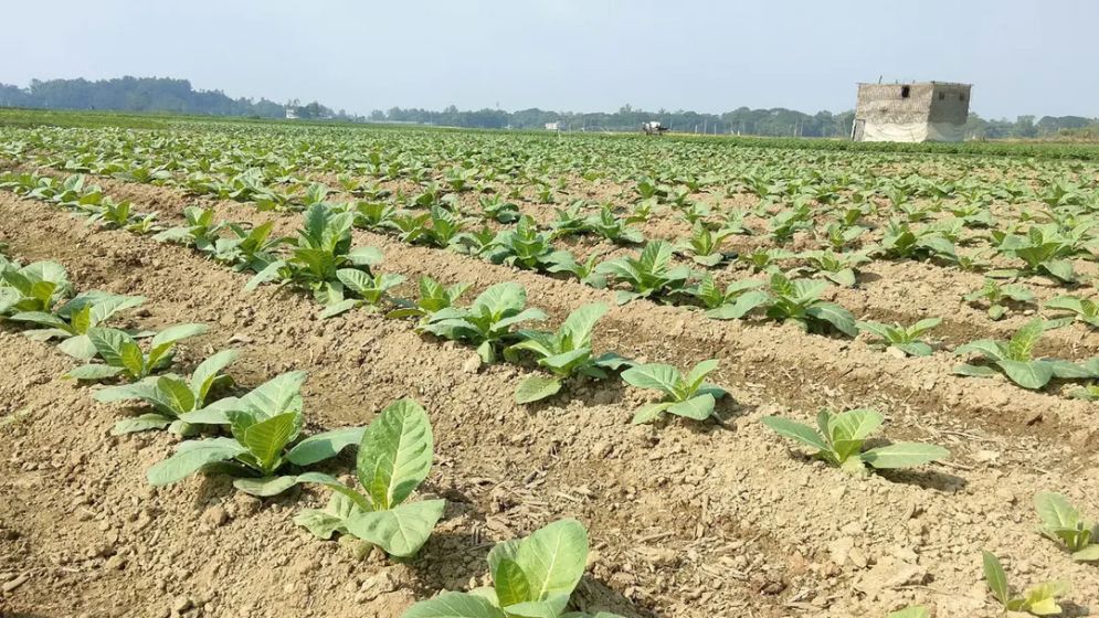 চট্টগ্রাম-কক্সবাজারে বাড়ছে তামাক চাষ, গ্রাস করছে খাদ্যশস্যের জমি