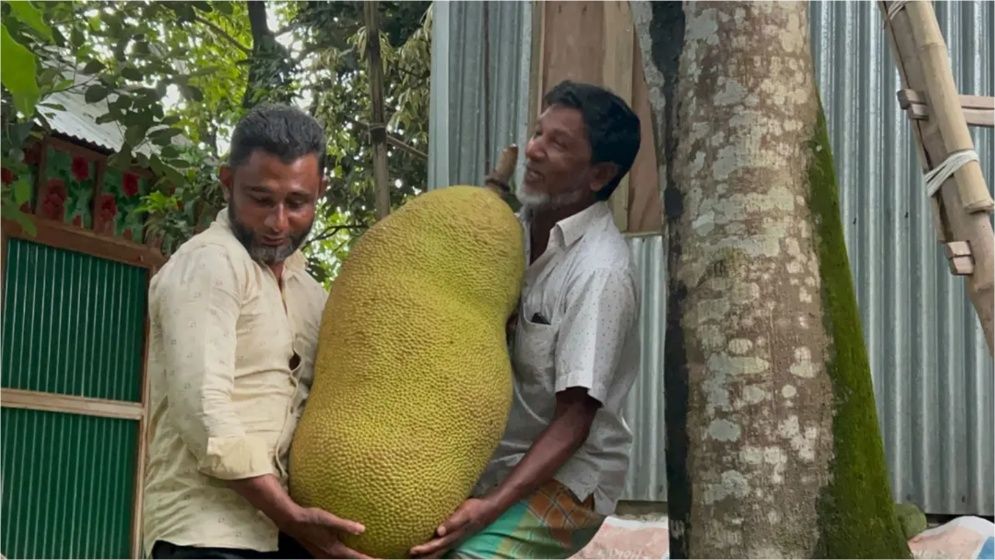 এক কাঁঠাল ১০ হাজার টাকায় বিক্রি