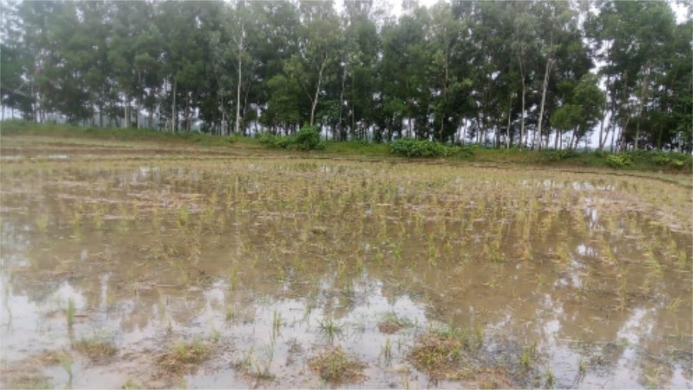 শেরপুরে পূর্বশত্রুতার জেরে আমন ক্ষেতে বিষ ছিটিয়ে ফসল নষ্ট, থানায় লিখিত অভিযোগ