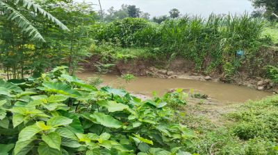 শেরপুরে পানির তীব্র স্রোতে বিলীন ৮-১০ বিঘা ফসলি জমি