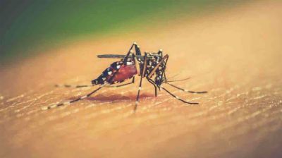 ডেঙ্গুতে আরও ৩ জনের মৃত্যু, একদিনে হাসপাতালে ভর্তি ৫৩৪