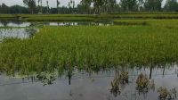 ক্ষতিগ্রস্ত কৃষকের তালিকায় কৃষি কর্মকর্তার স্ত্রী-স্বজনদের নাম