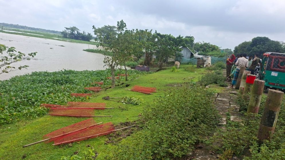 কলমাকান্দায় রোপণ করা ৩৫ গাছের চারা উপড়ে ফেলেছে দুর্বৃত্তরা