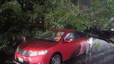 ধানমন্ডিতে গাছ পড়ে দুমড়ে-মুচড়ে গেছে দুটি গাড়ি